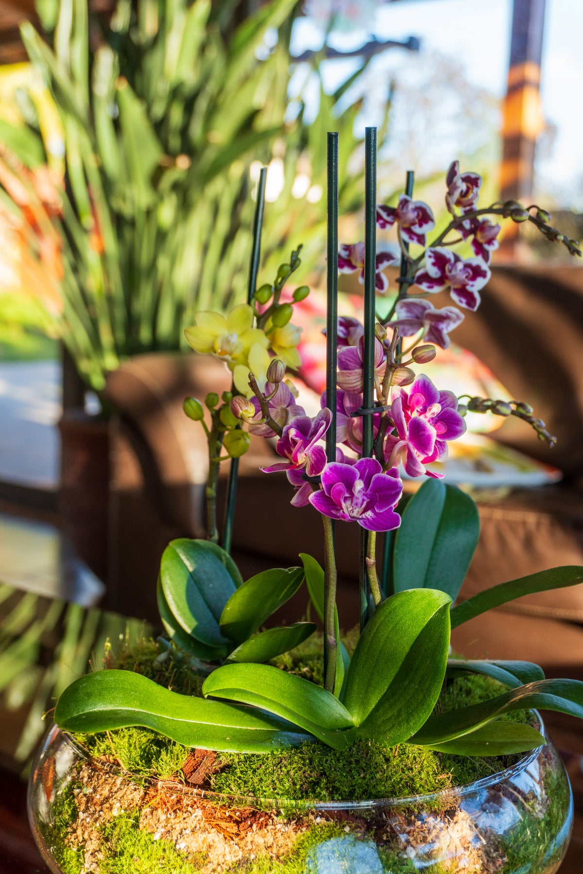 Arreglo Mini Orquídeas