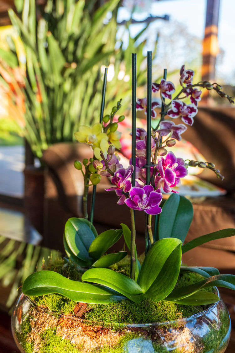 Arreglo Mini Orquídeas