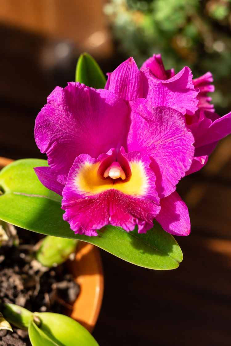 Cattleya Fucsia