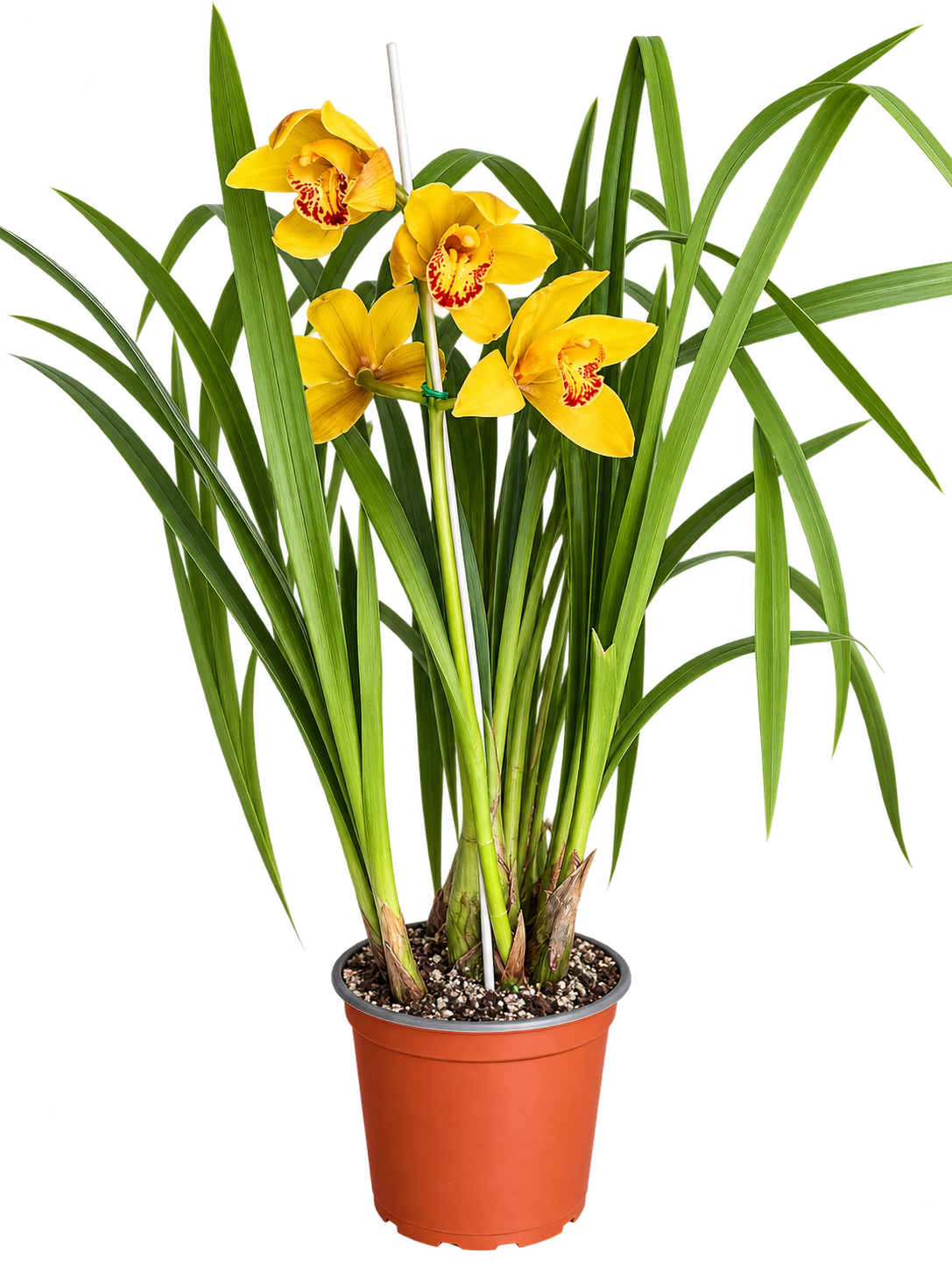 Cymbidium Amarilla