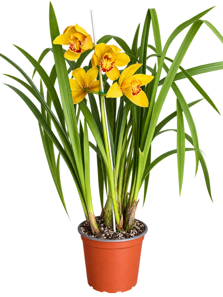Cymbidium Amarilla