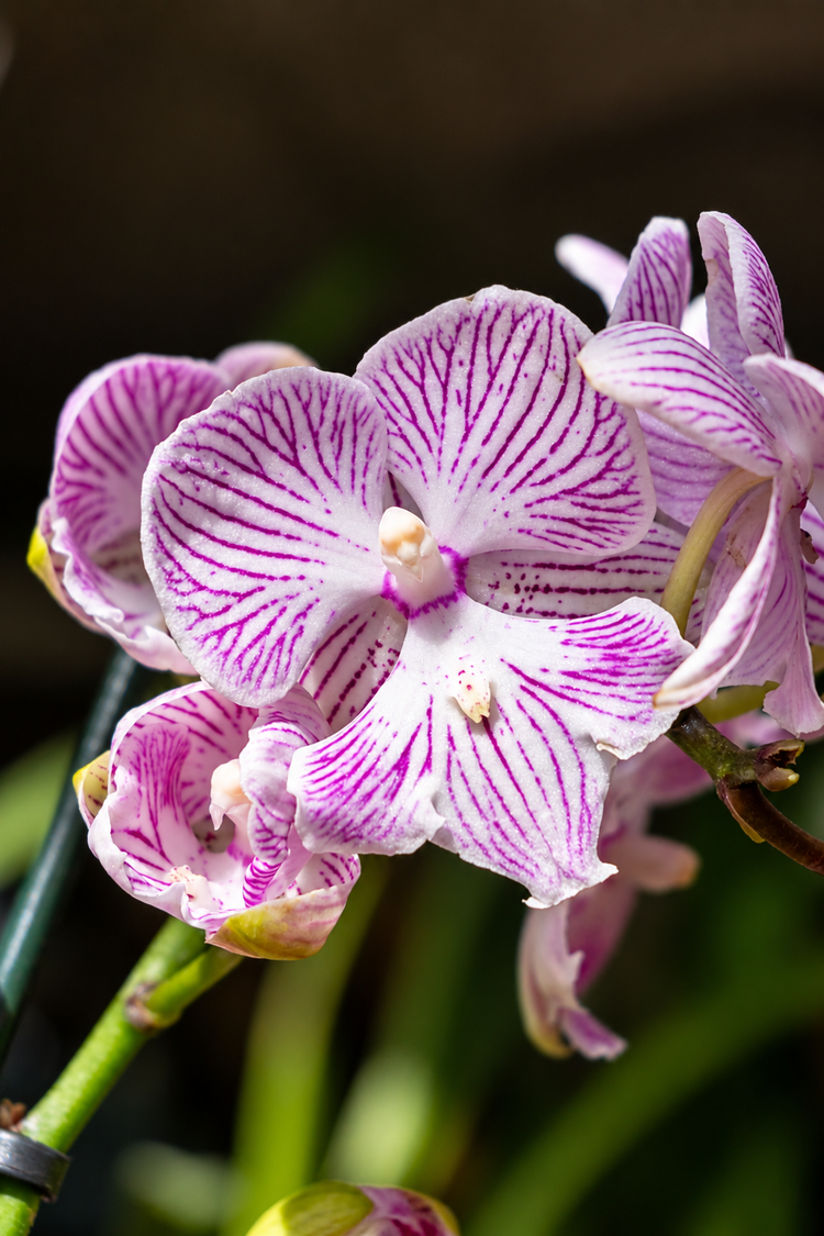 Blanco con Vetas Moradas