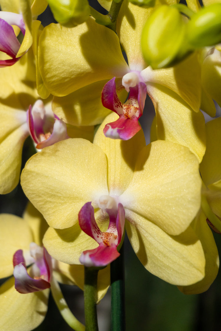 Amarillo con Centro Fucsia