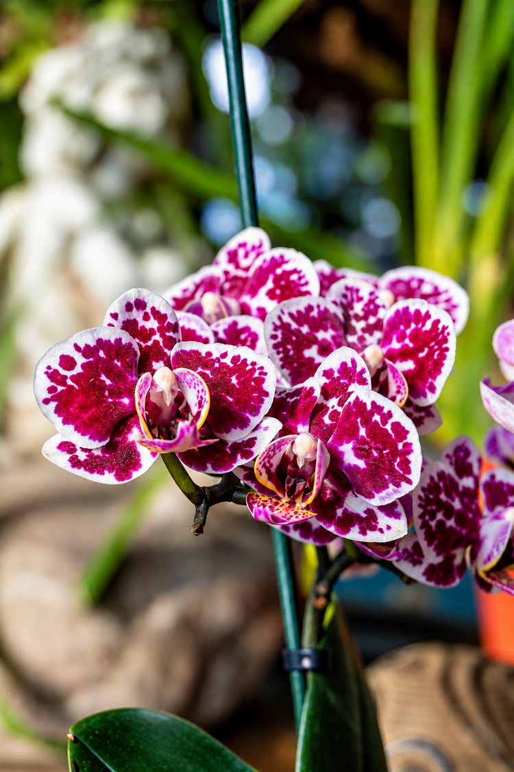 Blanco con Manchas Fucsia