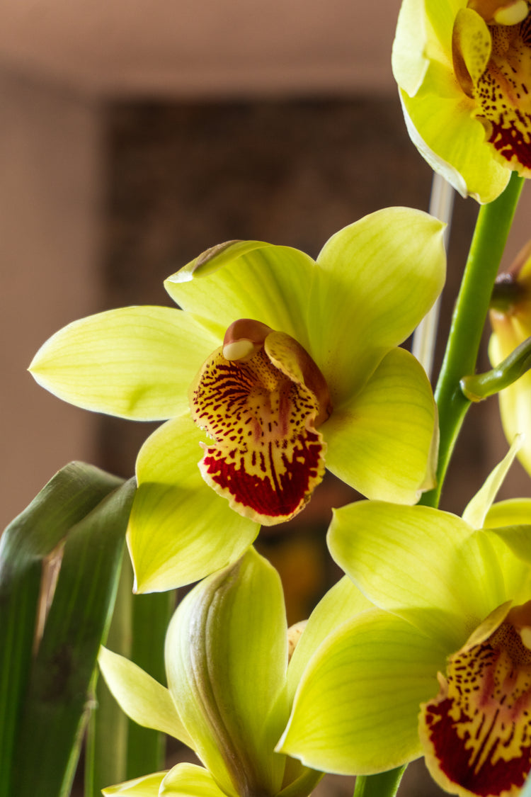 Cymbidium Verde