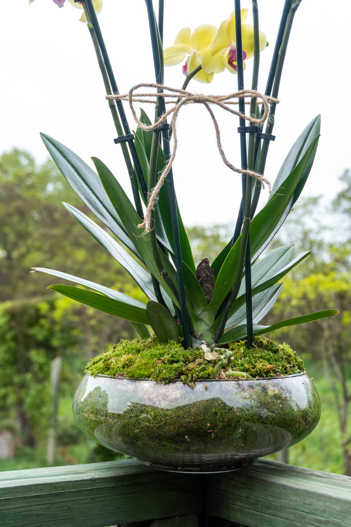 Jardín Dorado