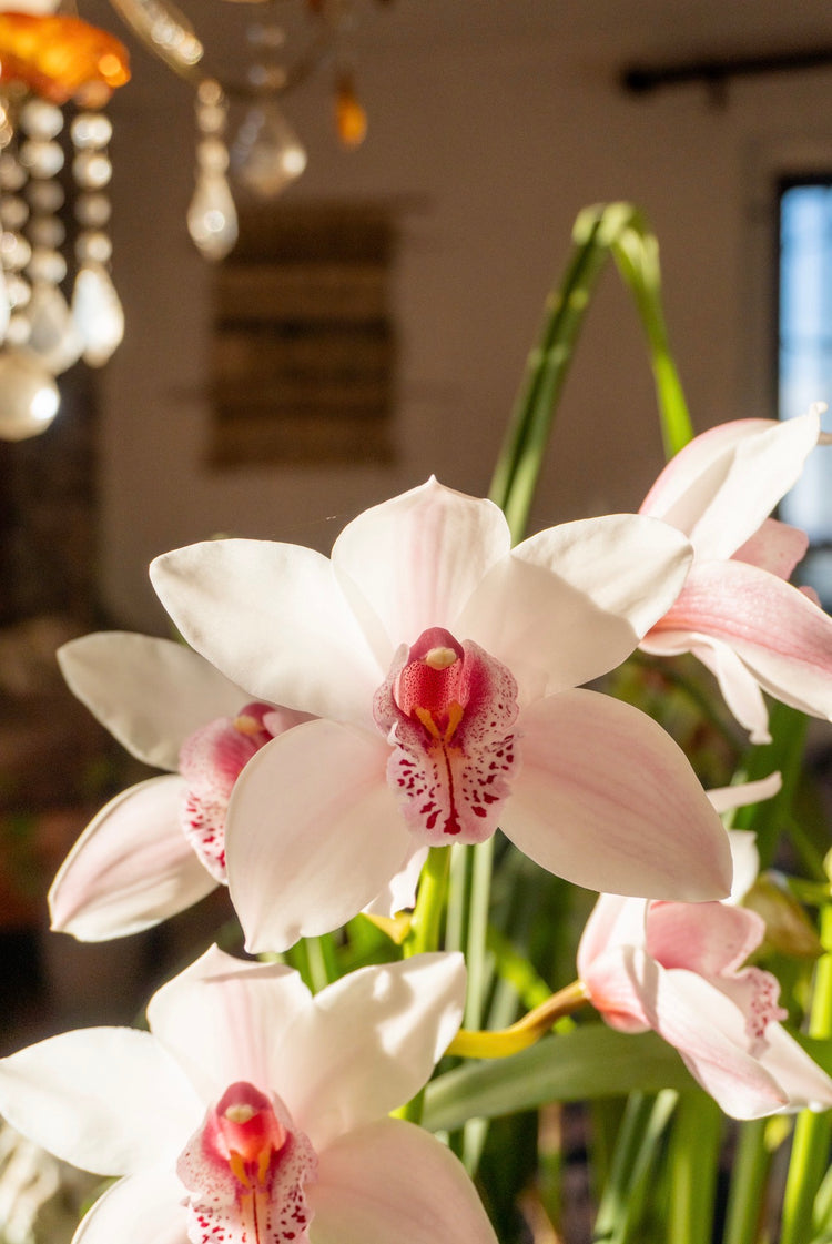 Cymbidium Blanca