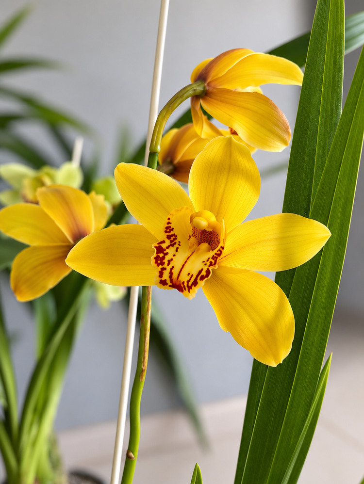 Cymbidium Amarilla