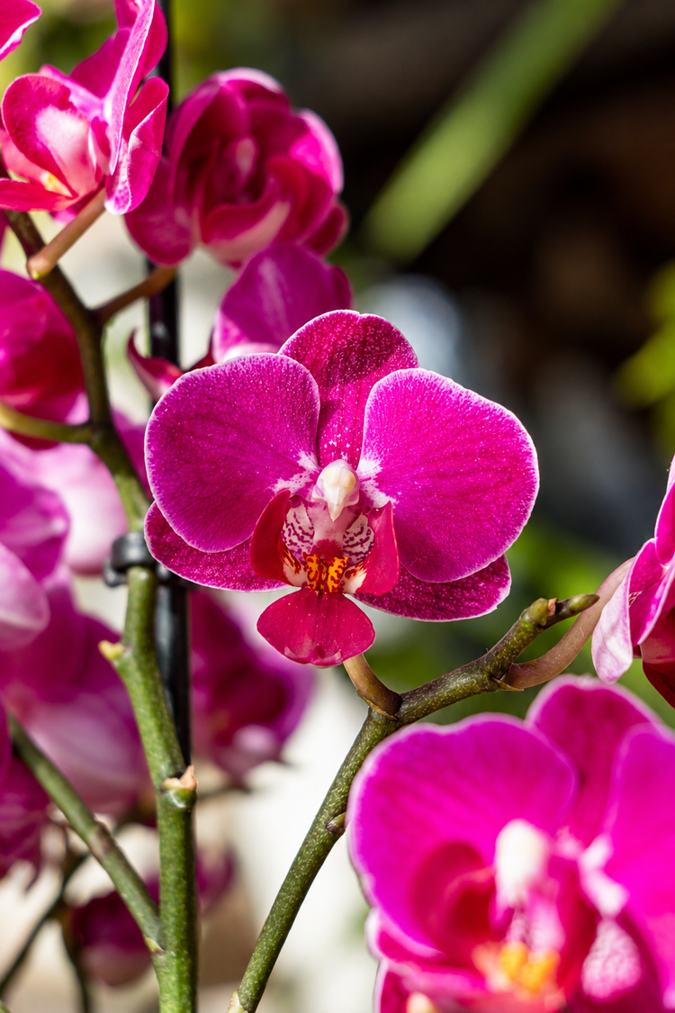 Fucsia Intenso