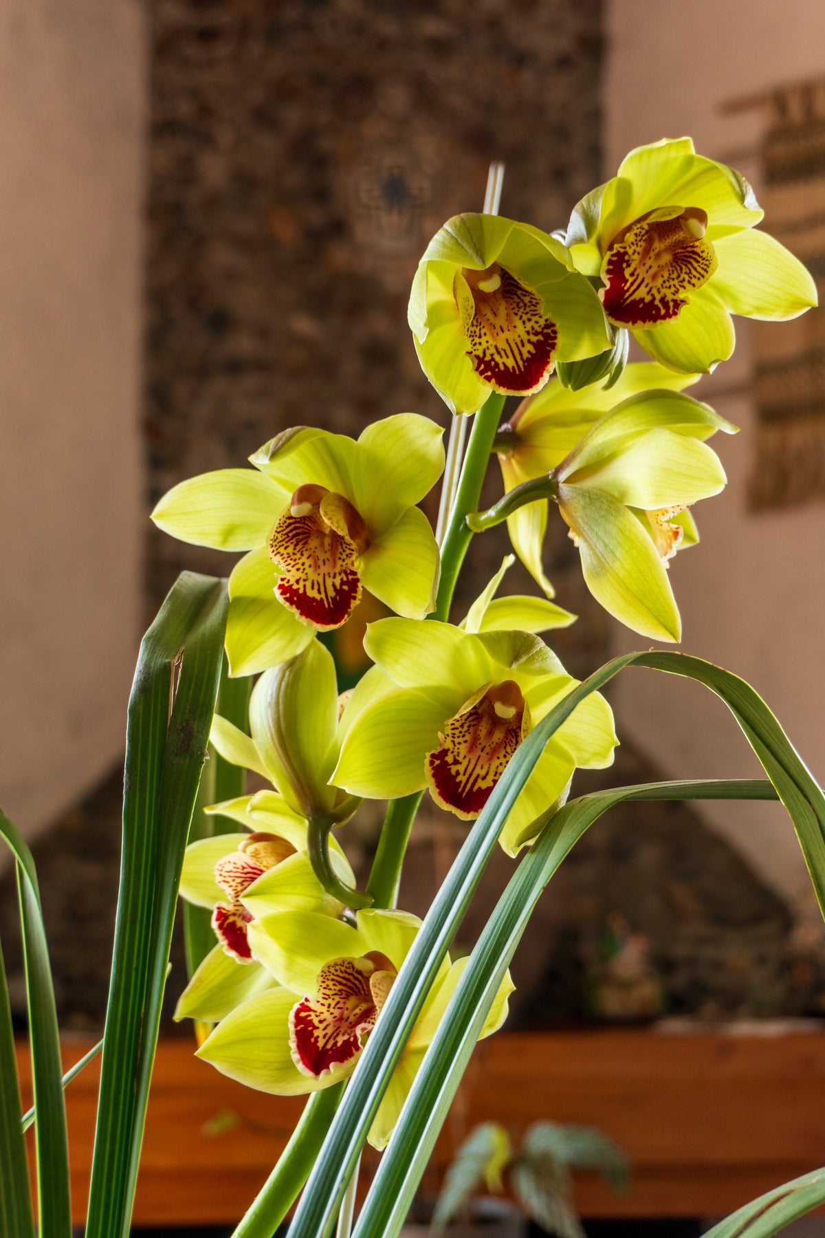 Cymbidium Verde