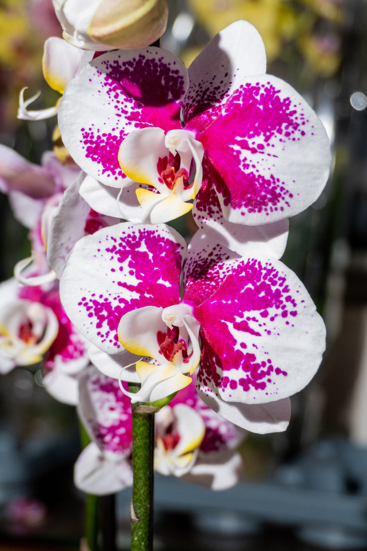Blanco con Manchas Fucsia Intenso