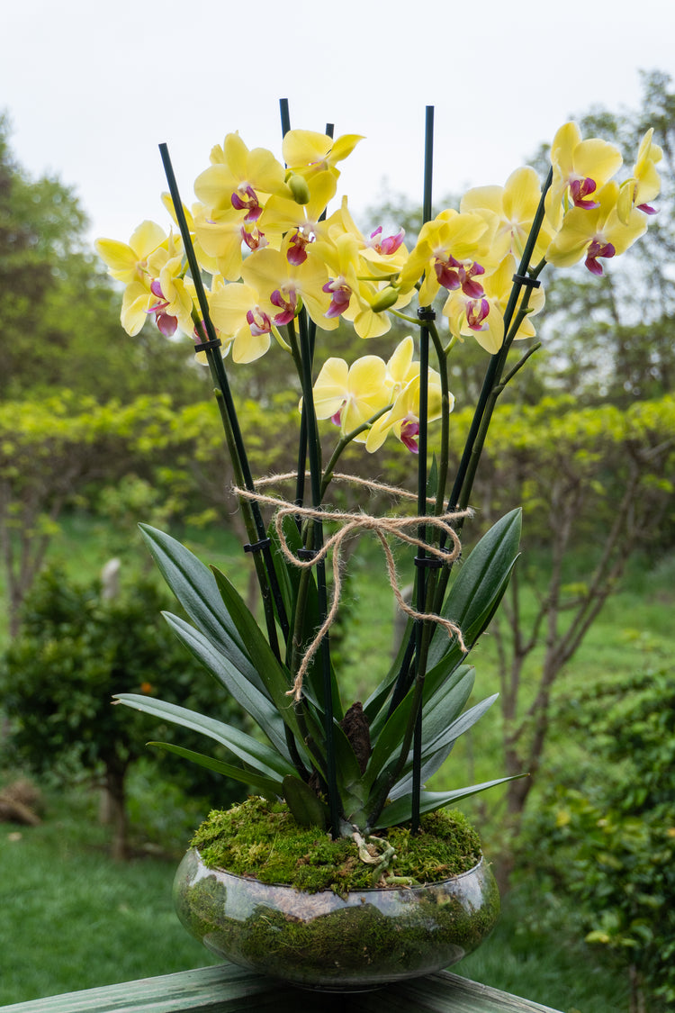 Jardín Dorado