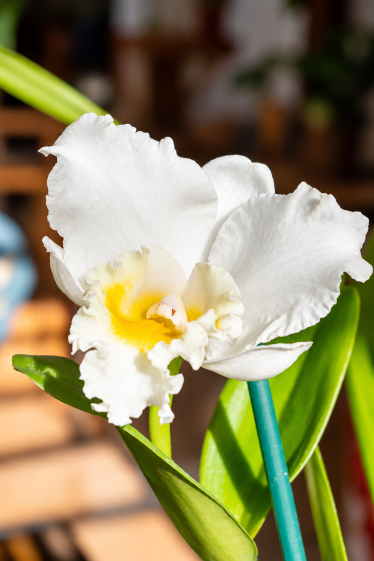 Cattleya Blanca