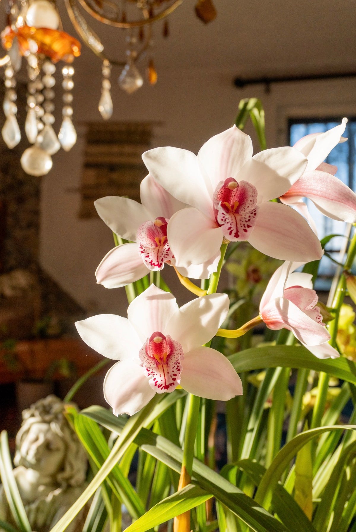 Cymbidium Blanca