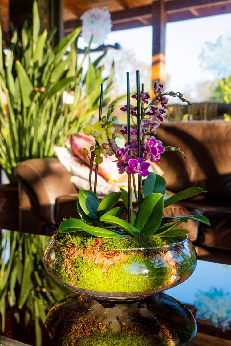 Arreglo Mini Orquídeas