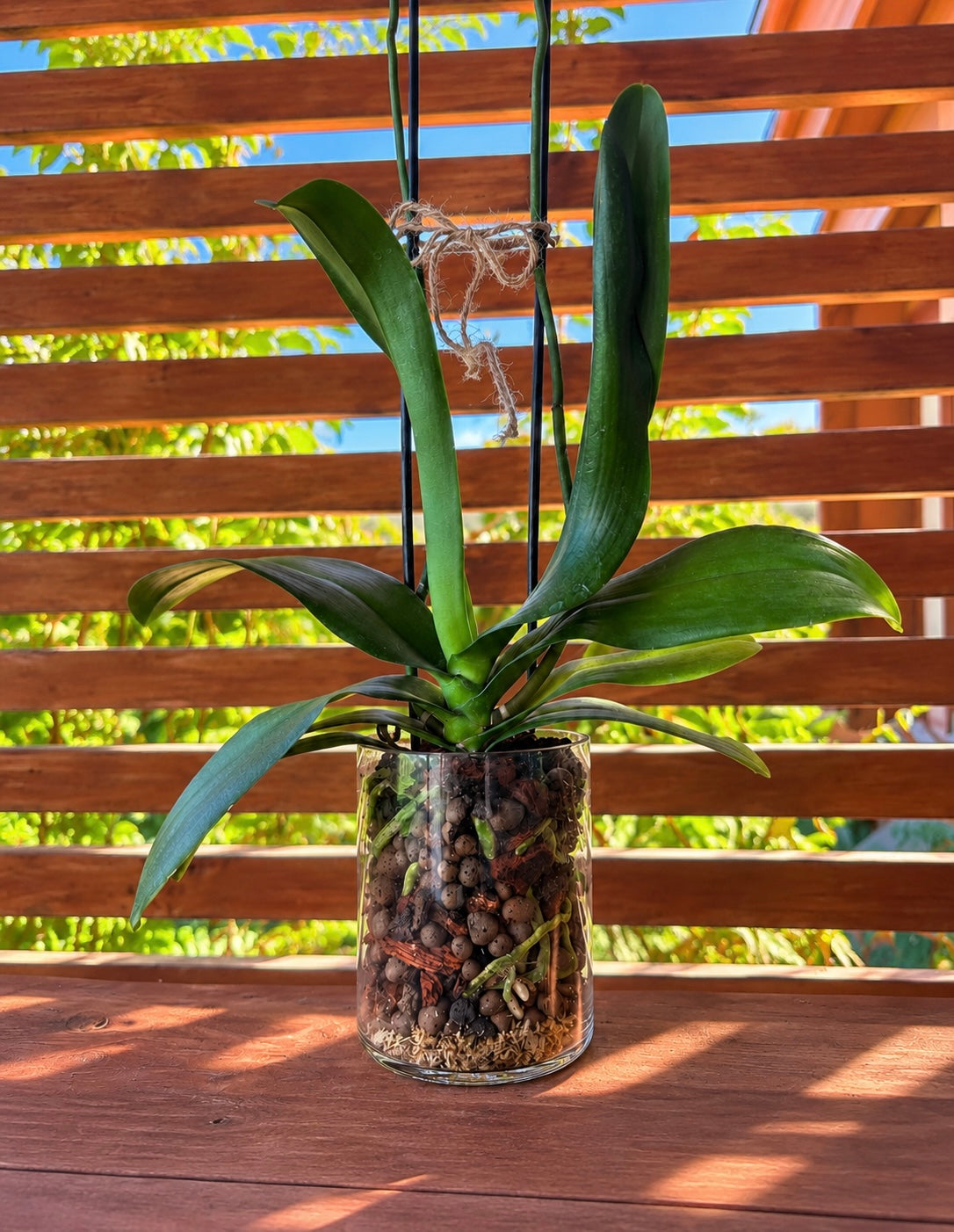 Orquídea Phalaenopsis en Vidrio