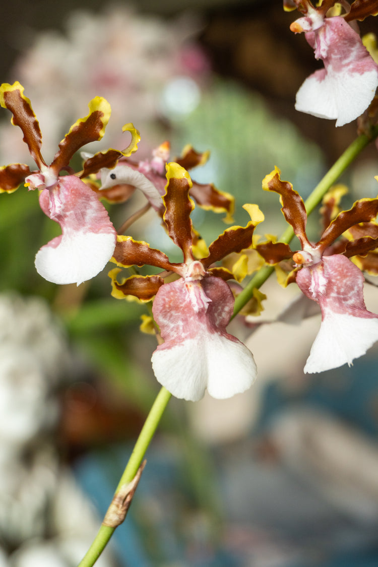 Orquídea Oncidium  – Marrón, Amarillo y Rosa