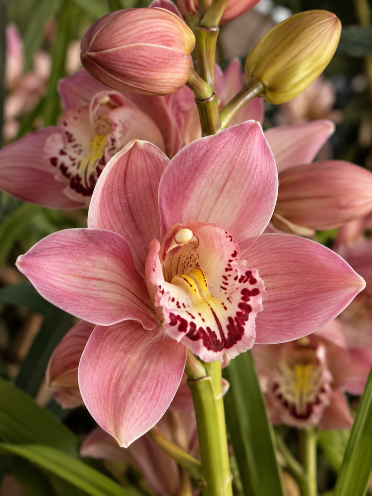 Cymbidium Rosada