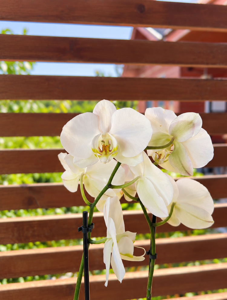 Orquídea Phalaenopsis en Vidrio