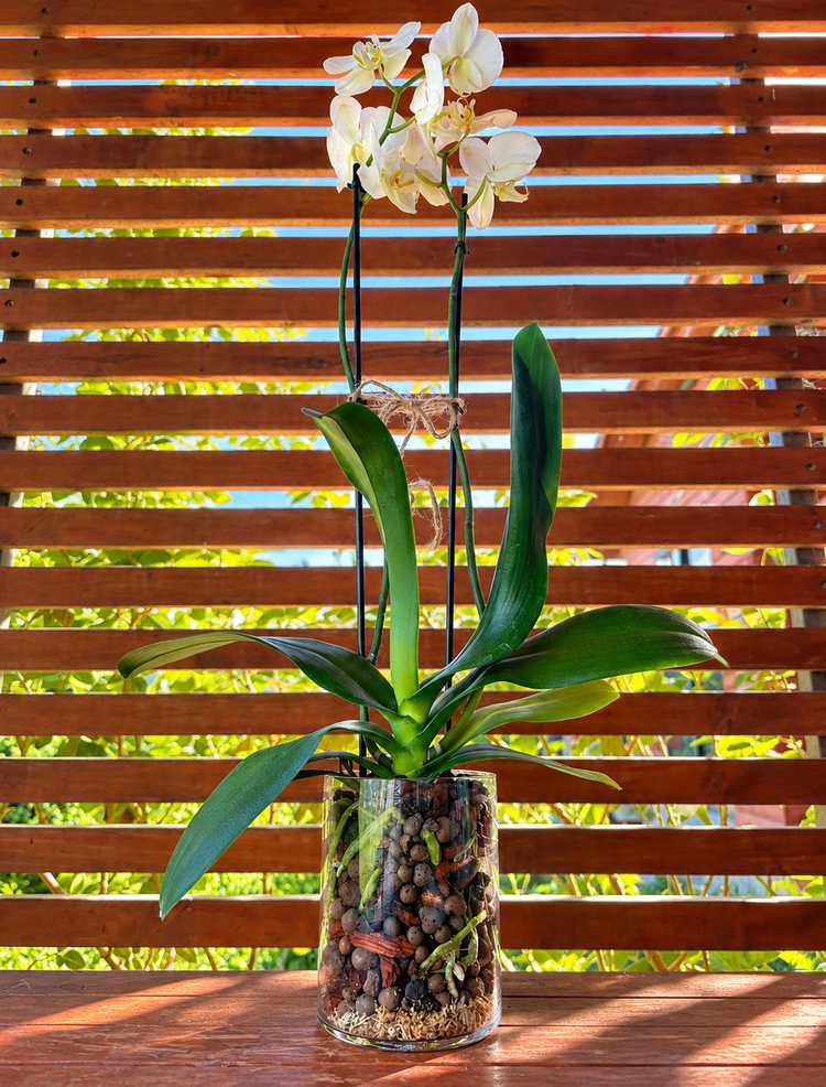 Orquídea Phalaenopsis en Vidrio